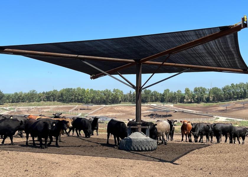 "Shade Trees" Keeping Cattle Cool in Nebraska Feedyard