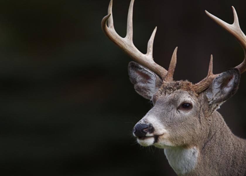 Texas Kills Rancher’s 249 Captive Deer to Control CWD