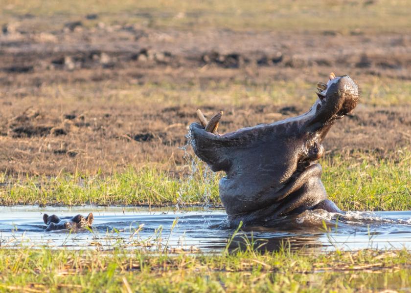 Meat Madness: How American Farmers Almost Became Hippo Ranchers