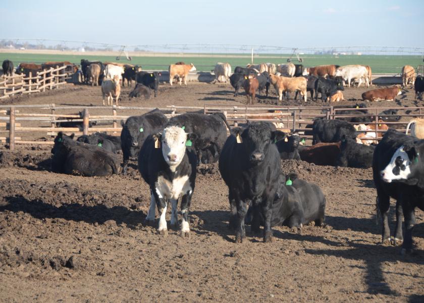 Markets: Fed Cattle Rally, Feeders and Calves Mixed