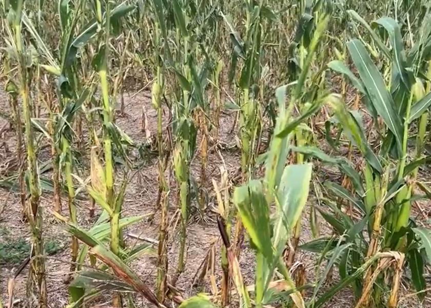 Got Hail-Damaged Corn? Develop a Plan for Managing the Crop from Now to Harvest