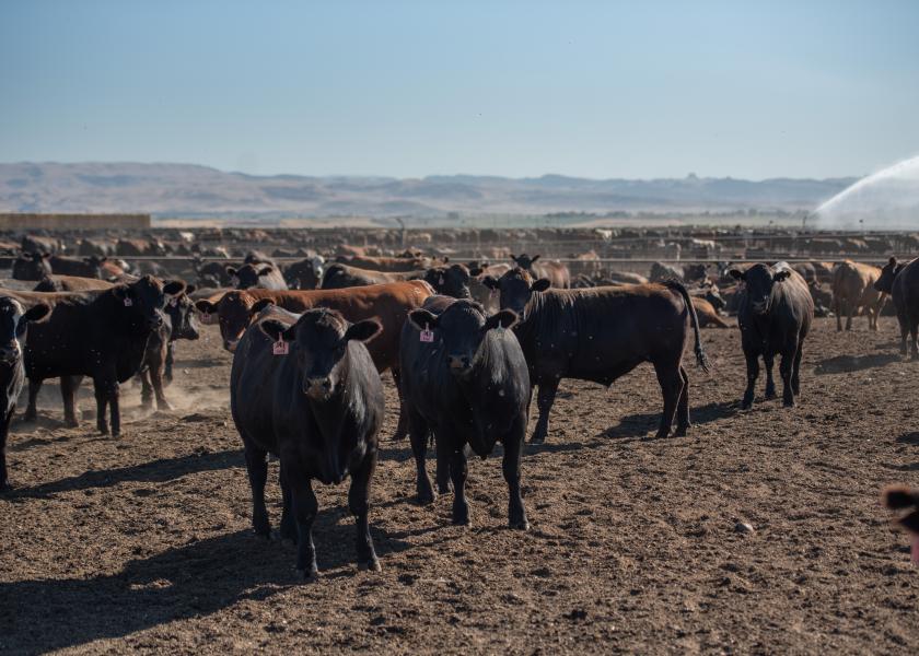 The Impact of Beef x Dairy Calves | Drovers