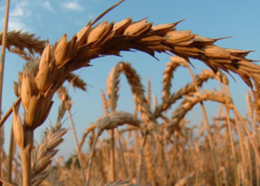 A Mixed Start To The Week For Grain Markets | AgWeb