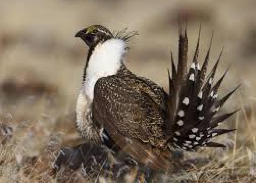 Bayer’s Subsidiary, P4, To Fund Grouse Conservation, Settles Lawsuit