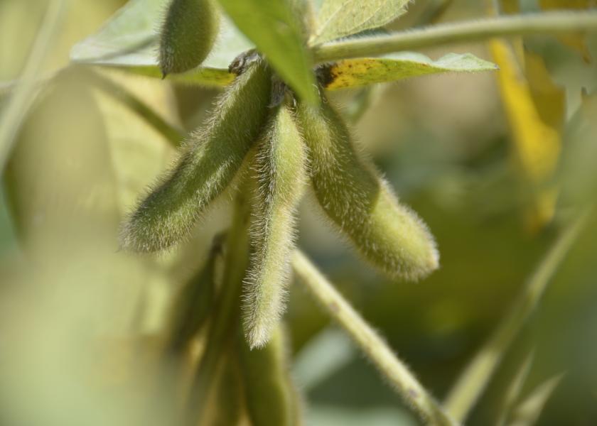 Small Seed Size Could Be the Unexpected Late-Season Robber of Soybean Yields This Year