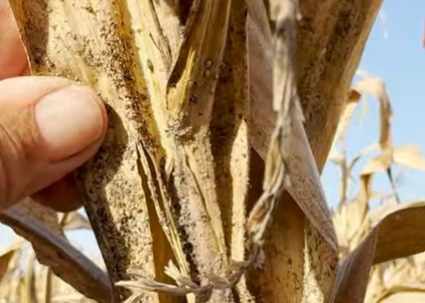 Ferrie: ‘Heavy Aphids Need Sprayed in Corn’