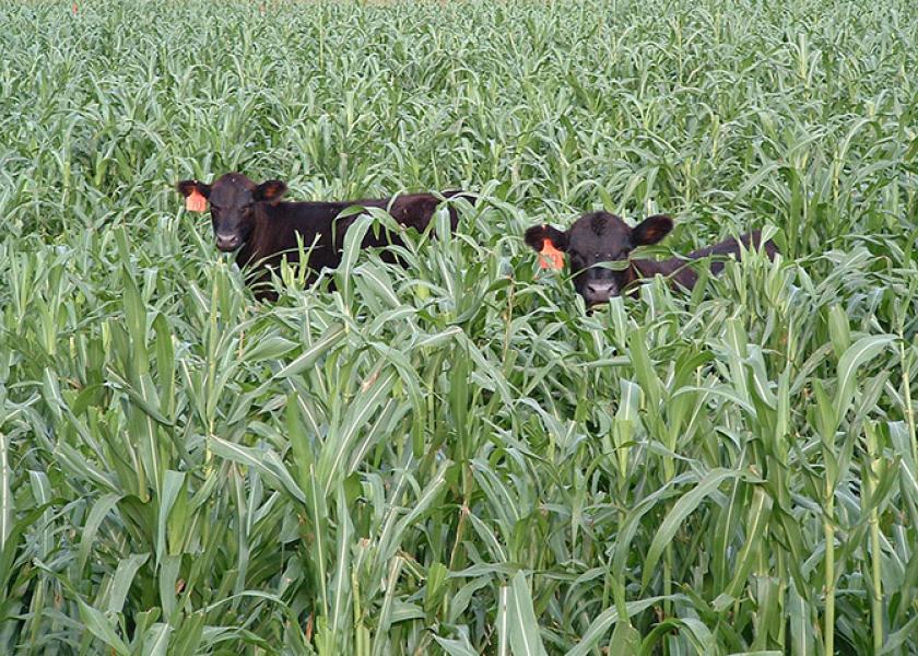 Cover Crop Grazing Conference Scheduled for Nov. 6 in North Platte