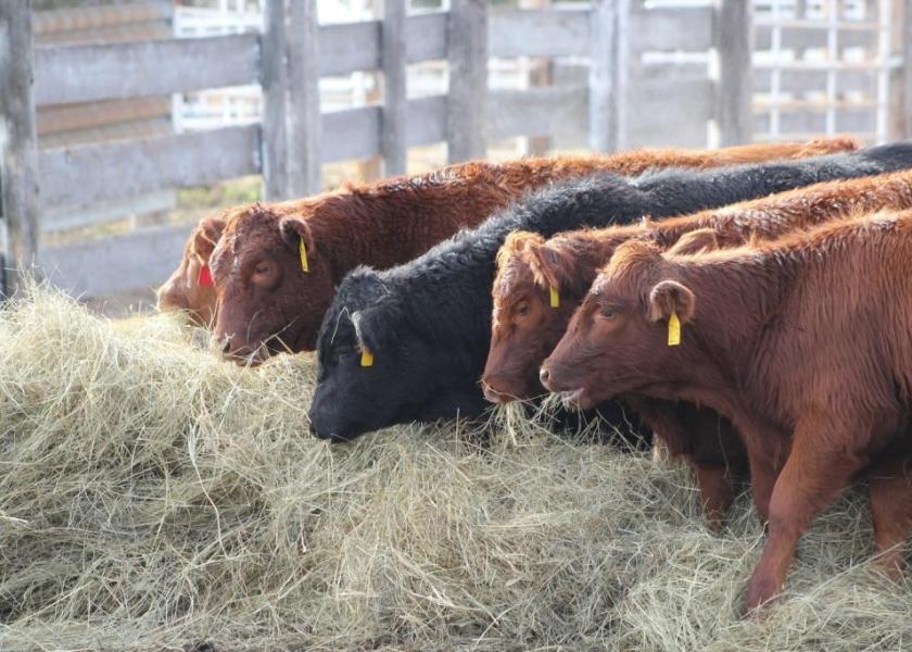 Management Tips for Receiving New Calves Into Feedlot