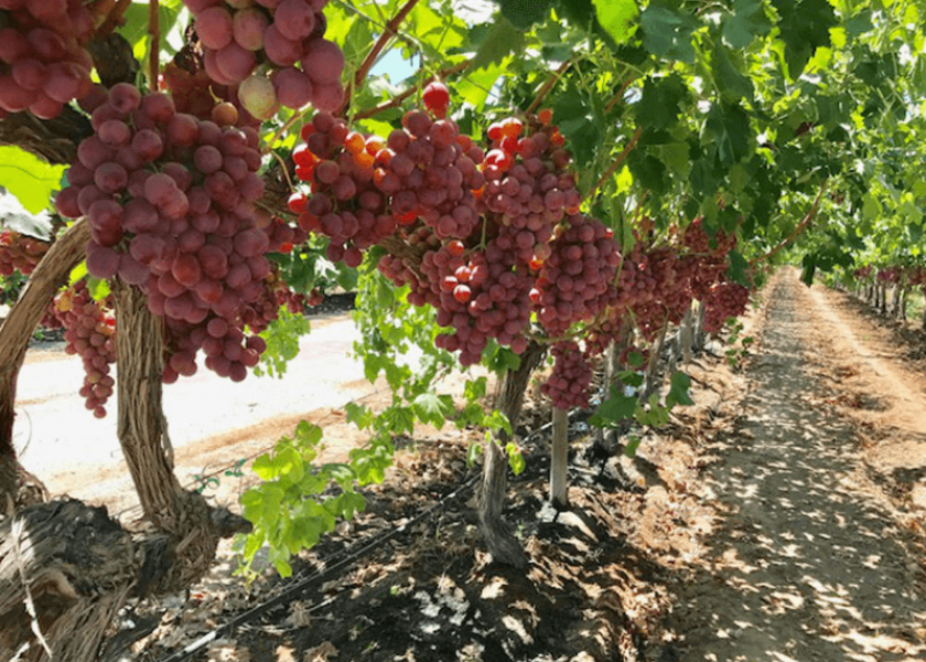California Grapes 2018 business updates