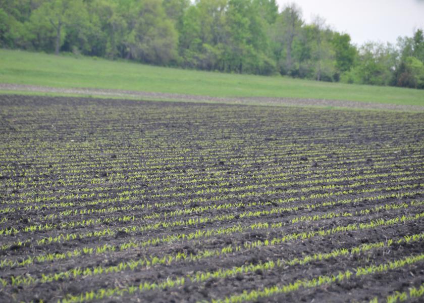 Late Planting: Can You Plant Lower Corn Populations?
