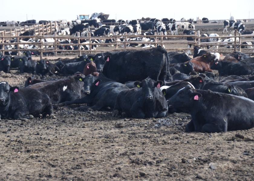 Record April Feedlot Inventories