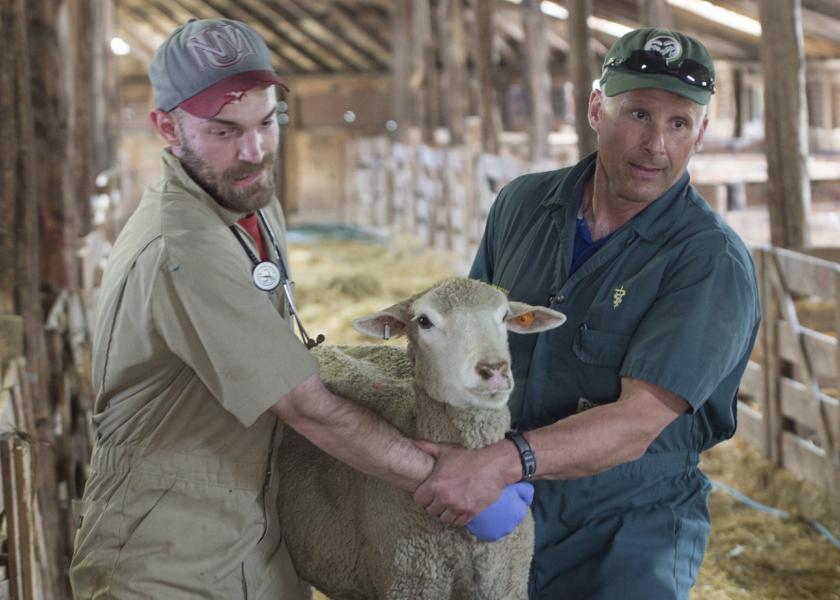 Vet student Dave Williams and Dr. David Van Metre carry a ewe for an exam of her hoof during a CSU lambing course in Wyoming. 
