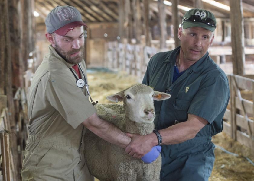 Vet student Dave Williams and Dr. David Van Metre carry a ewe for an exam of her hoof during a CSU lambing course in Wyoming.