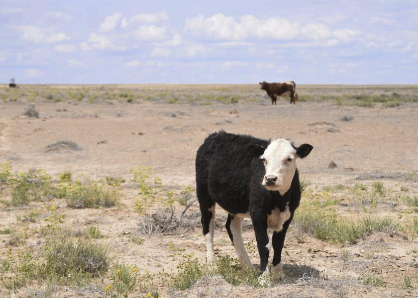 Cattle graze in the Shiprock, N.M., desert in this photo taken May 15, 2019. At least 17 cows have died this month, presumably from eating toxic plants on the range. 
