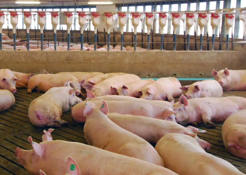 Pork Industry, Don’t Underestimate Proposition 12