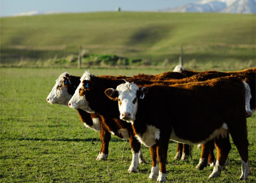 New Zealand cattle 