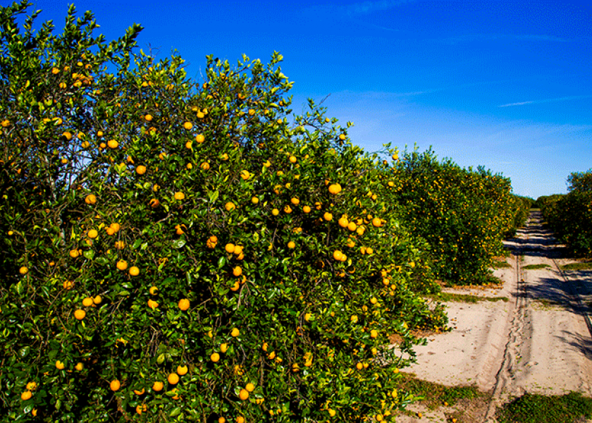 Florida university designs tool to help control postbloom citrus drop