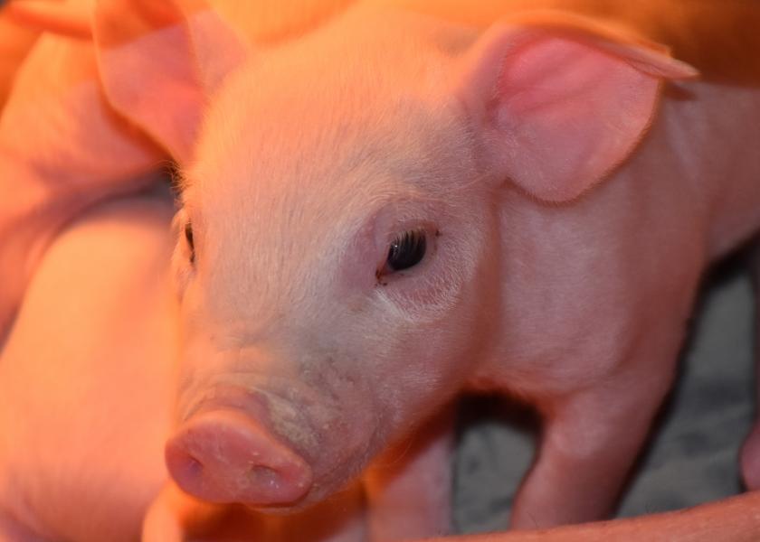 5 Practical Tips to Improve Farrowing Rates