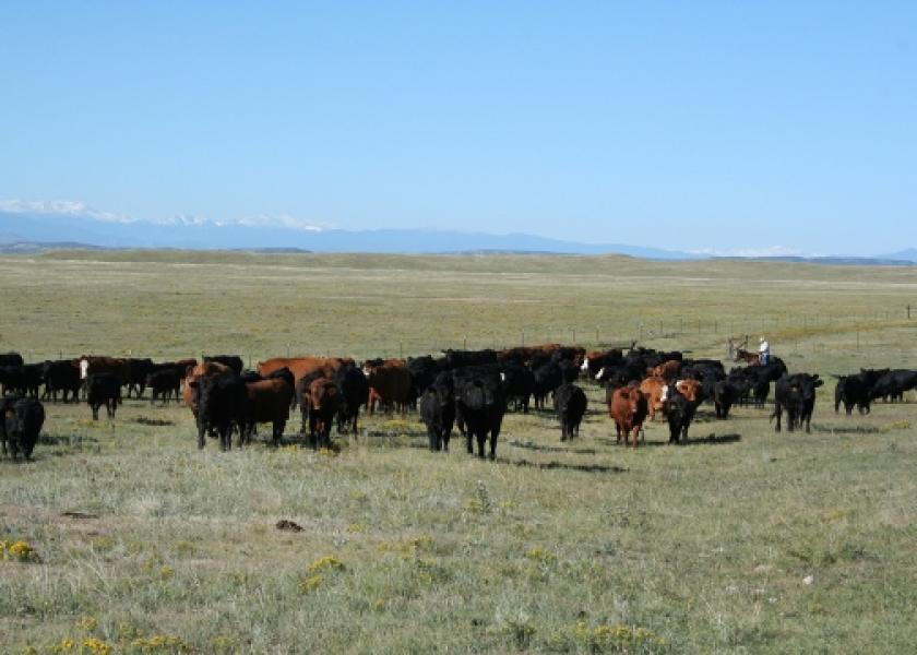 A U.S. District Judge has granted a partial preliminary injunction on Hammond Ranches grazing.