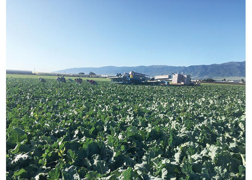 Bengard Ranch Inc. now is harvesting good-quality broccoli and a wide range of other vegetables, says Steve Koran, general manager. “We didn’t have any disruptions with any weather events,” he says.