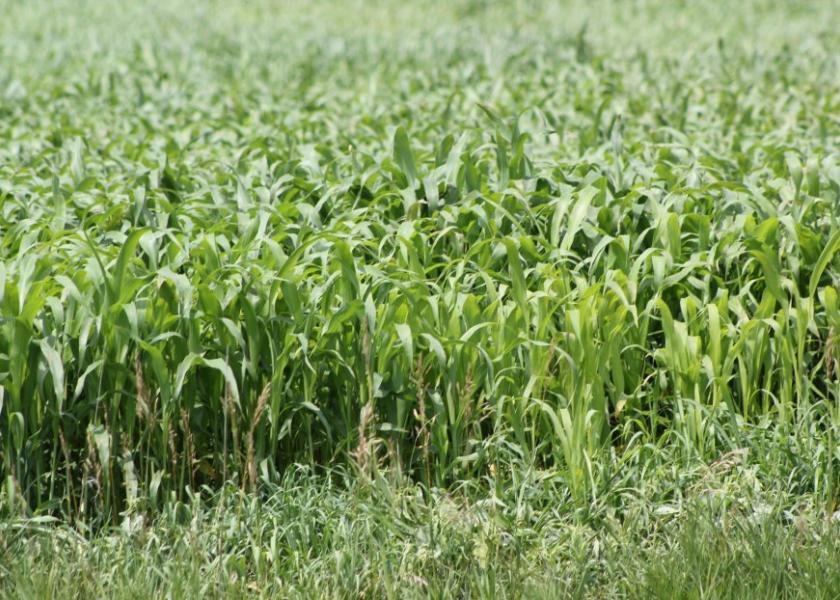 Dry summer leads to hay shortage for some farmers