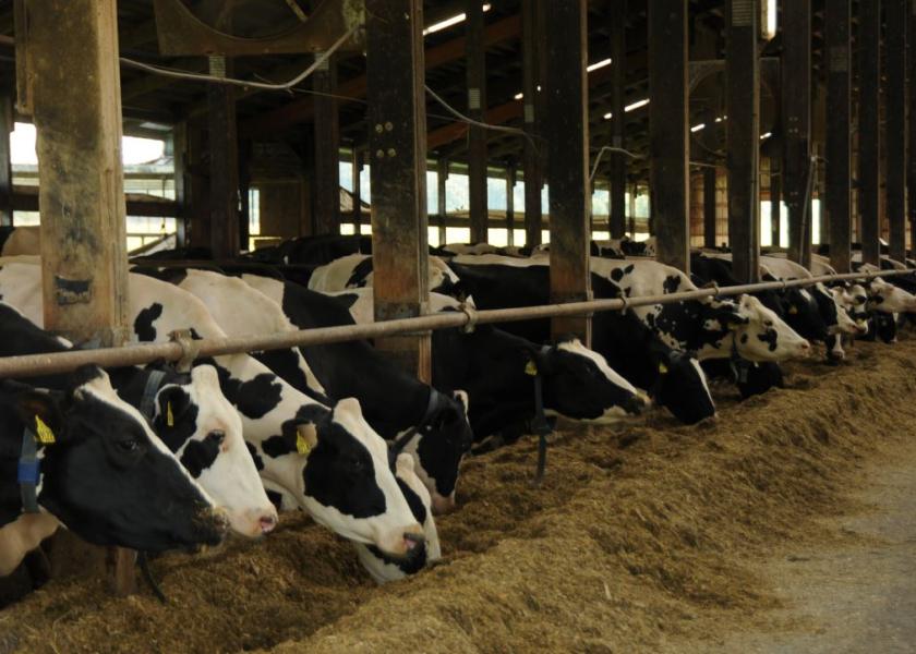 Cows affected by SCH tend to consume less feed and produce less milk.