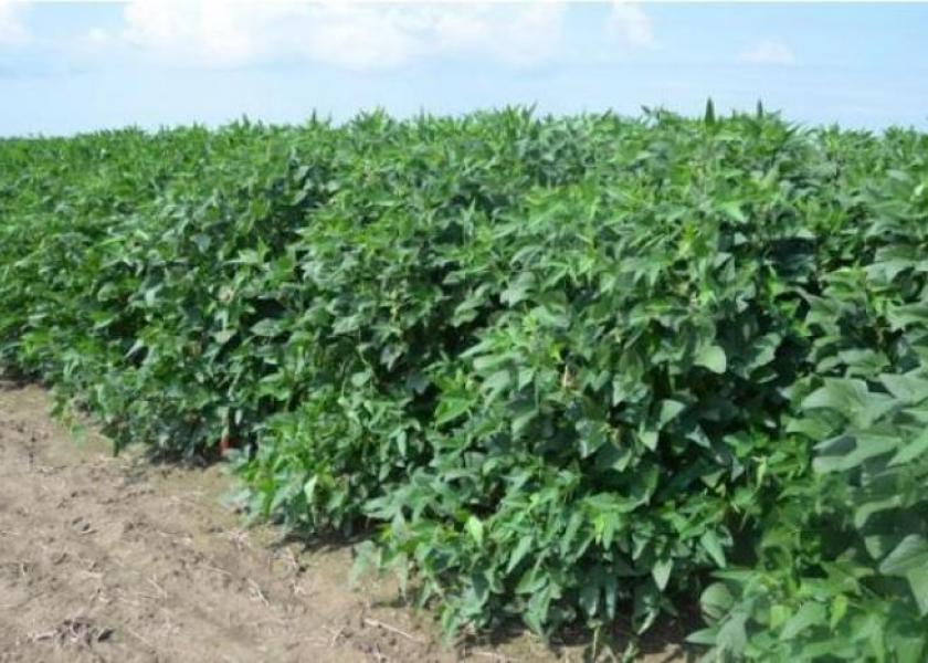 Illinois Extends Dicamba Application to July 15