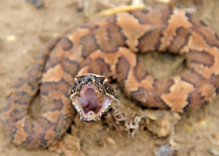 Poisoned Pain Snakebites Always a Farm Danger Ag