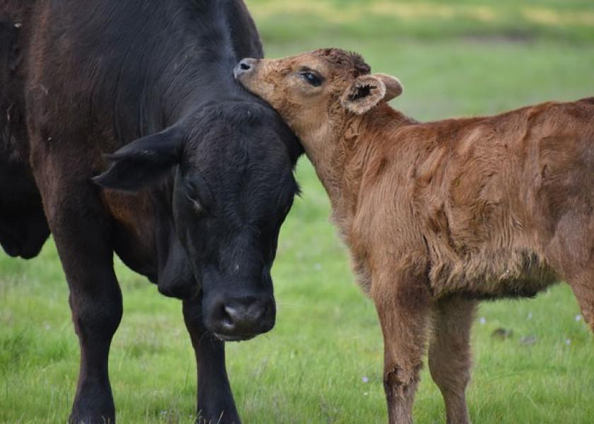 Cow-calf pair