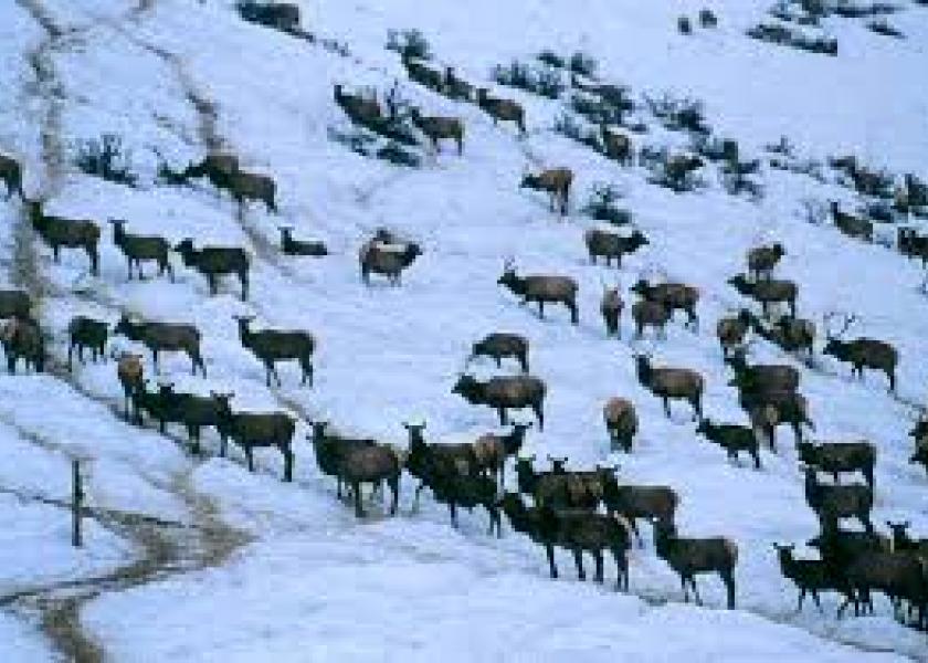 Elk winter feedgrounds could increase the risk of disease, such as brucellosis that can spread to cattle, due to the concentration of animals and unnaturally large elk populations. 