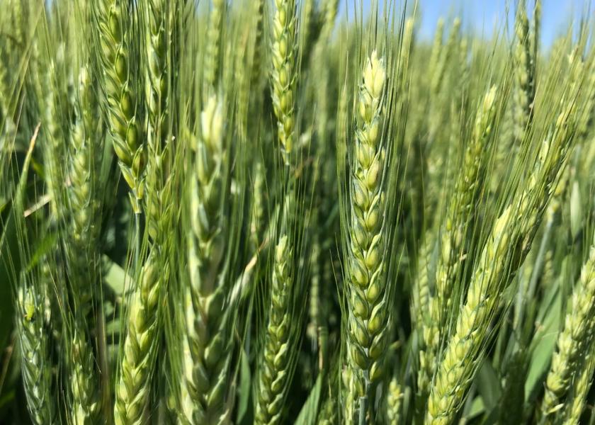 USDA: Wheat Exports Fall for a Decade