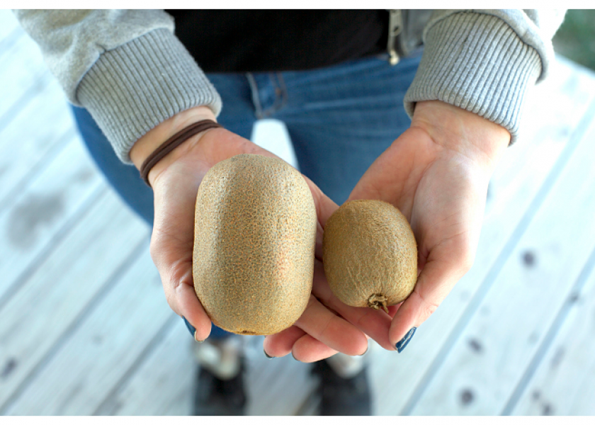 Homegrown Organic introduces jumbo kiwifruit variety