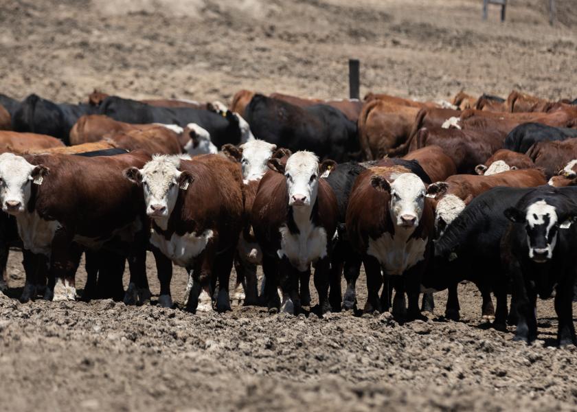 Hereford feedout program requires five head or more.