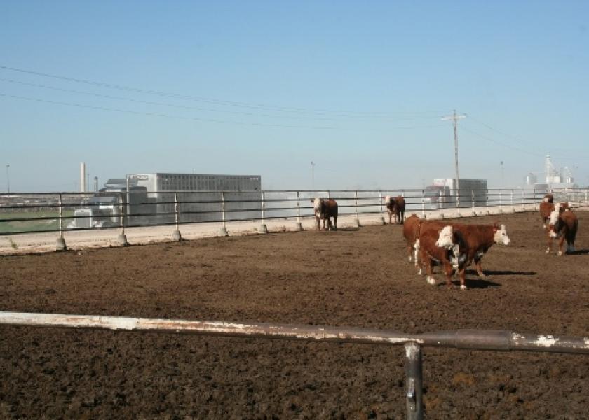 Transportation involves a number of known stressors, including loading, unloading, an unfamiliar environment and co-mingling with unfamiliar cattle.