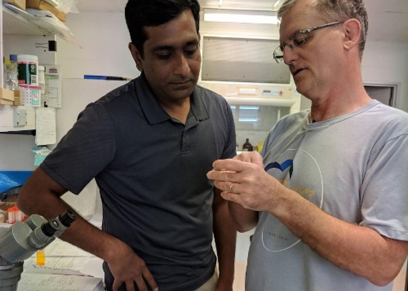 From left, Ram Raghavan, spatial epidemiologist at Kansas State University, and Steve Barker, a leading expert on Australian ticks at the University of Queensland, examine field-collected long-horned ticks in Queensland, Australia.