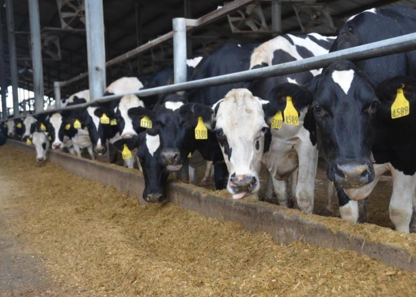 $2 Million Granted to Michigan State for Dairy Feed Efficiency Study