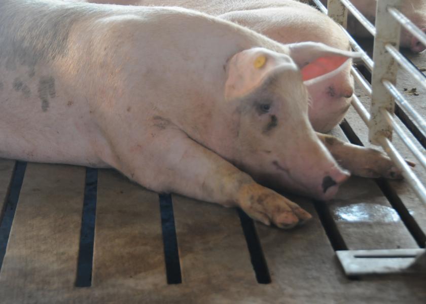 African Swine Fever has been found in several countries around the world. 