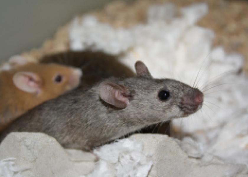 Animals – from mice to monkeys – continue to play a crucial role in both basic and applied research.