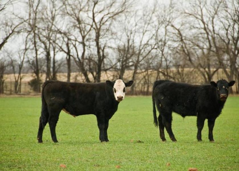 Steers on wheat pasture
