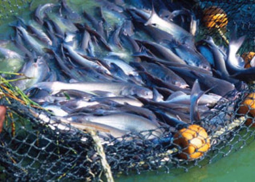 Diversification into aquaculture medicine could provide a revenue opportunity for rural veterinary practices