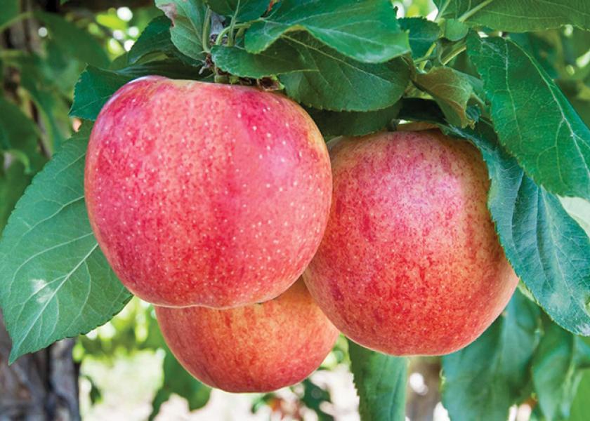 Get Organic Washington Fuji Apples Delivered