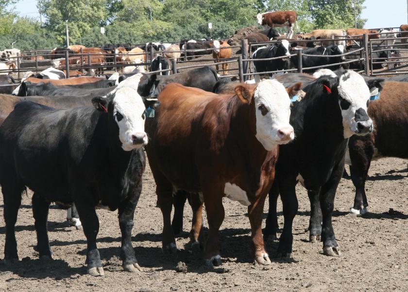 Rout was on in cattle markets