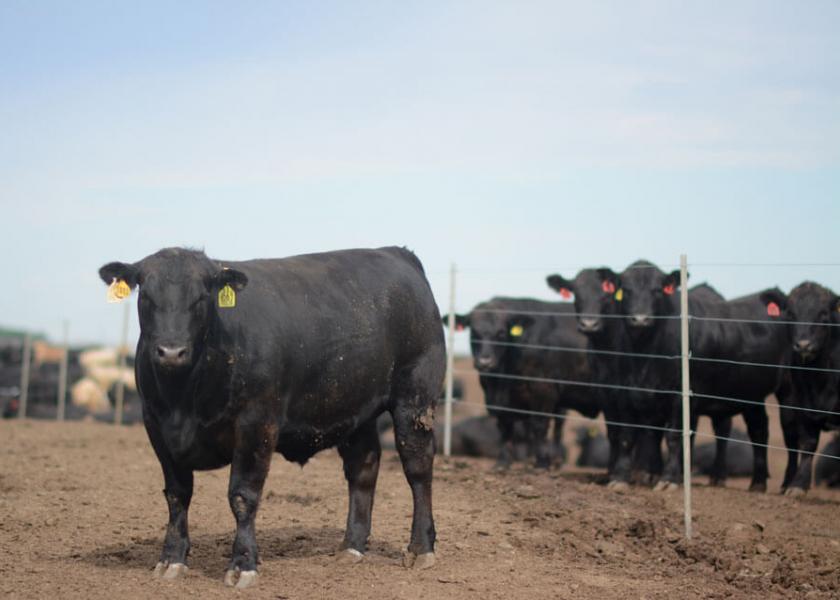 Fed cattle declined $7 to $10