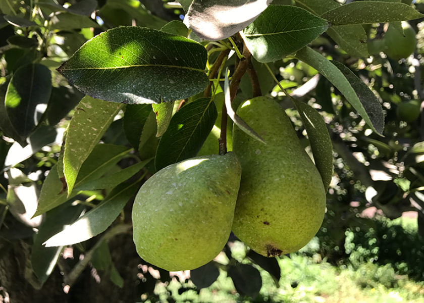 Organic Bagged Bosc Pears at Whole Foods Market