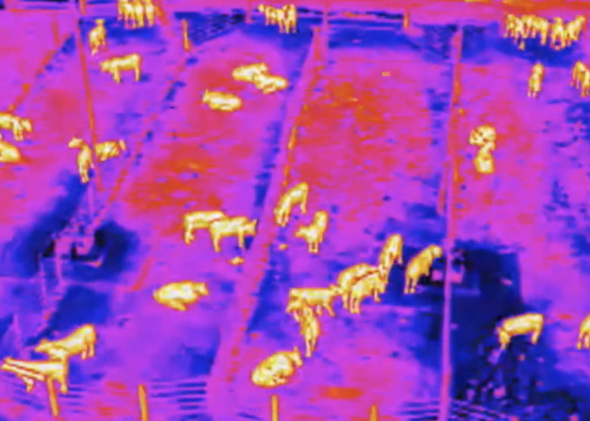 Drones equipped with thermal imaging cameras have been buzzing over a research feedlot near Amarillo, as researchers develop test methods to identify feverish animals before they show symptoms of illness, like eating less feed or infecting other animals. 
