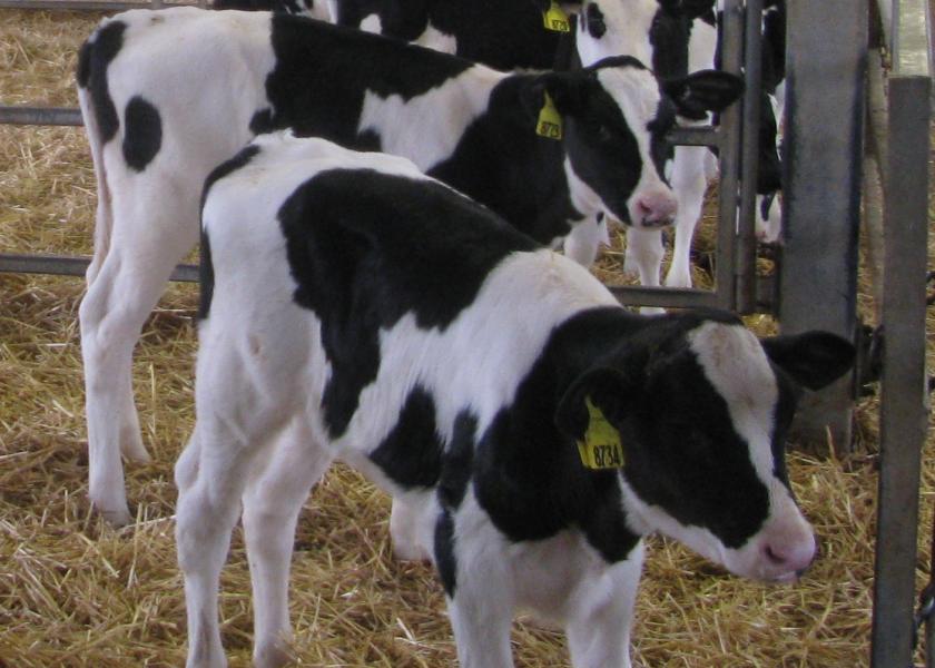 Holstein calves