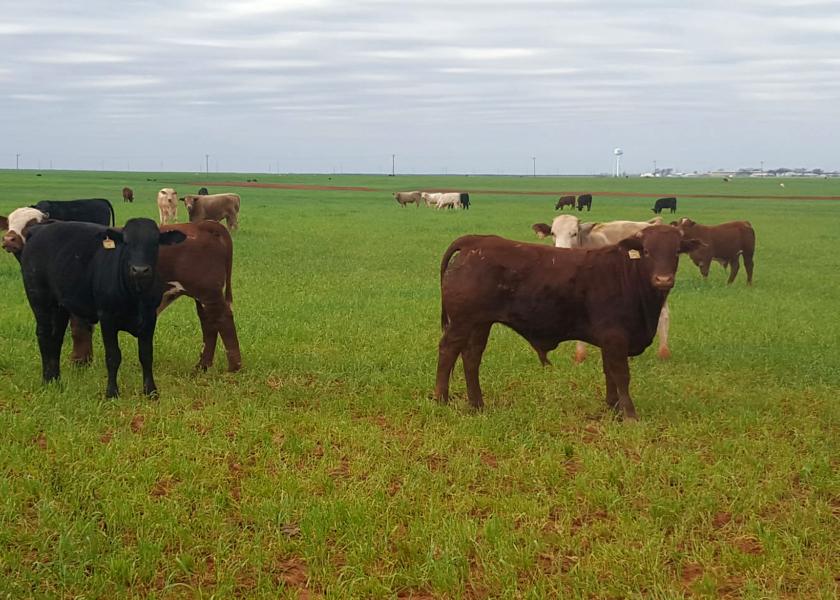 Stocker cattle similar to these were stolen near Perryton, Tex.