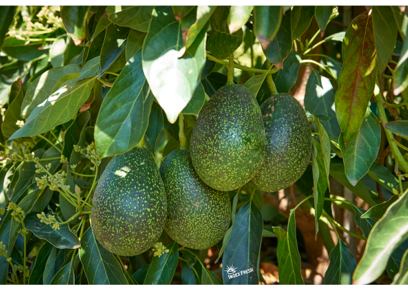 Gem avocados from Index Fresh return to store shelves | The Packer