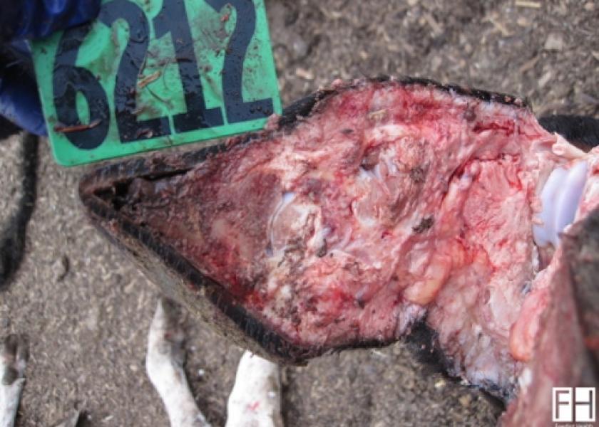 Post-Mortem on a Lame Feedlot Heifer: Answer