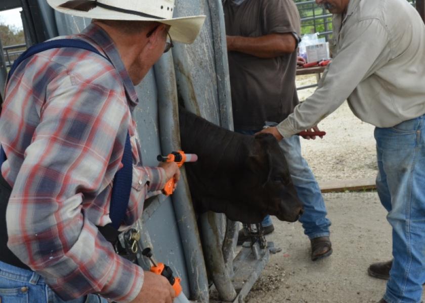 Proper Injection Sites to Remember at Calf-Working Time 